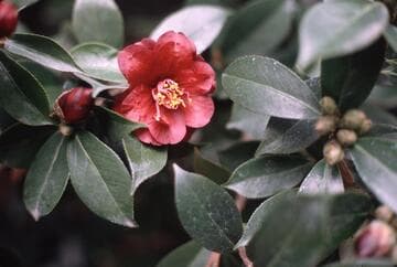 Camellia japonica 'Kuro-tsubaki' (Black Camellia)