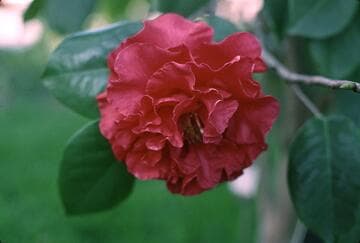 Camellia reticulata 'Miss Tulare'
