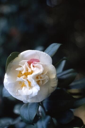 Camellia japonica 'Julia's Favorite'