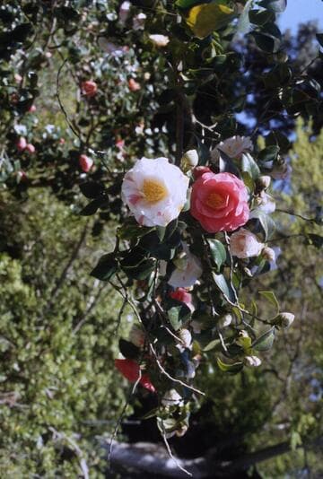 Camellia japonica 'Jean Lyne'