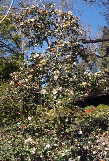Camellia japonica 'Jean Lyne'