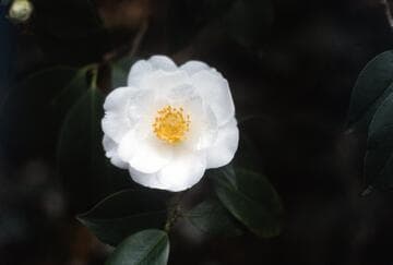 Camellia japonica 'Marie Wood'