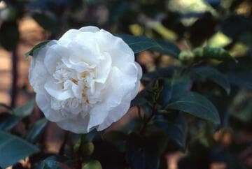 Camellia japonica 'Silver Cloud (Nuccio's)'