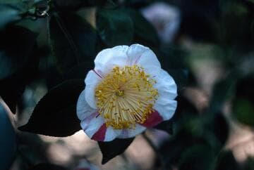 Camellia japonica 'Shinonome' (Eastern Cloud)