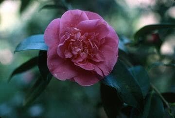 Camellia japonica 'Seventh Heaven'