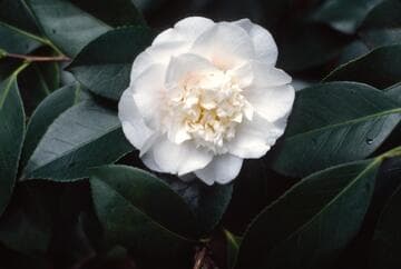 Camellia japonica 'Shiro Chan'