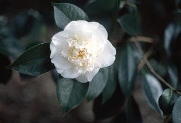 Camellia japonica 'Shiro Chan'