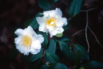 Camellia japonica 'Silver Anniversary'