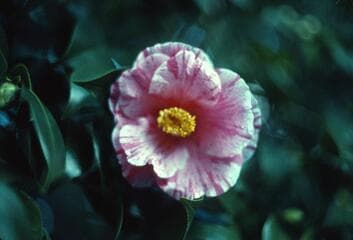 Go to image 8.