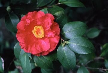 Camellia japonica 'Don-Mac'
