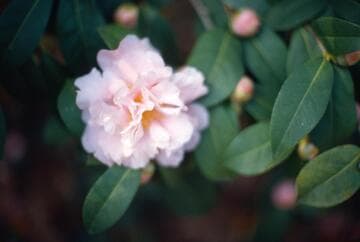 Camellia 'El Dorado'