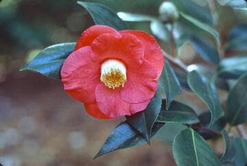 Camellia japonica 'Odoratissima'