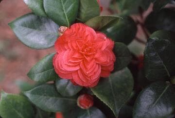 Camellia japonica 'Nuccio's Bella Rossa'