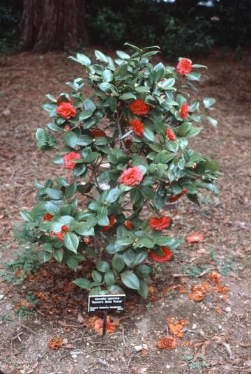 Camellia japonica 'Nuccio's Bella Rossa'