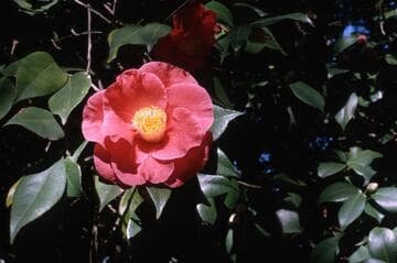 Camellia japonica 'Guilio Nuccio'
