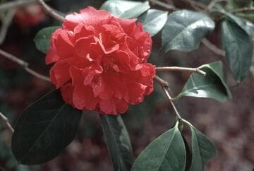 Camellia 'Harold L. Paige'