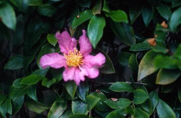 Camellia sasanqua 'Gossamer Wings'