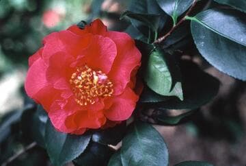 Camellia japonica 'General Dwight Eisenhower'