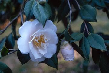Camellia japonica 'Florence Hudson'