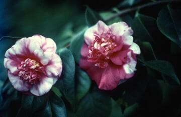 Camellia japonica 'Gigantea'