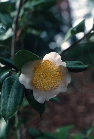 Camellia japonica 'Tenju' (Life Span)