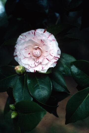 Camellia japonica 'Mrs. Confer'