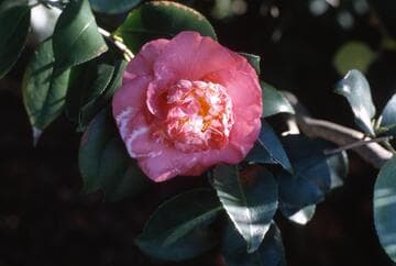 Camellia japonica 'R. L. Wheeler'