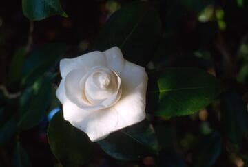 Camellia japonica 'Masterpiece'