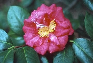 Camellia japonica 'Miss Pasadena'