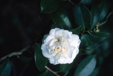 Camellia japonica 'Madame Charles Blard'
