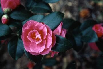 Camellia japonica 'Madame de Maintenon'