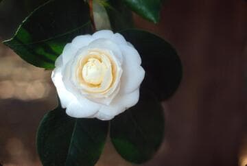 Camellia japonica 'Masterpiece'