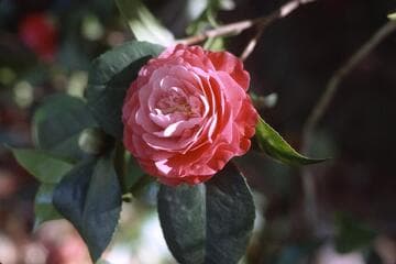 Camellia japonica 'Virginia Marini'