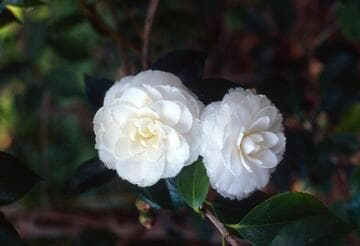 Camellia japonica 'Fimbriata'