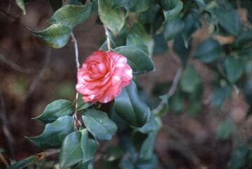 Camellia japonica 'Emma Watkins'