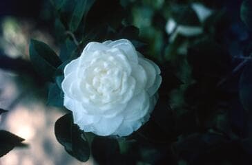 Go to image 4.