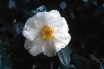 Go to image 4.