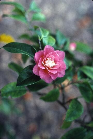Camellia japonica 'Hishikaraito' (Hishi Diamond)