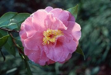 Camellia japonica 'Hazel E. Herrin'