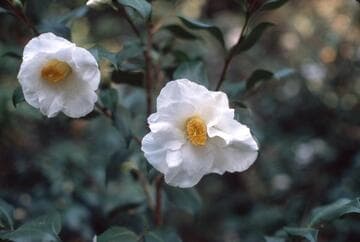 Camellia japonica 'Henry Turnbull'