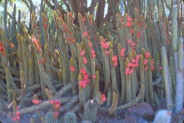 Borzicactus samaipatanus var. multiflorus