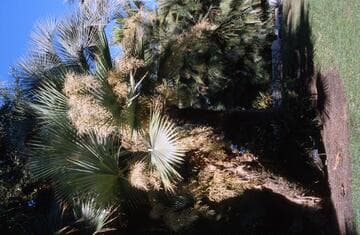 Brahea dulcis