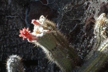 Borzicactus doelzianus x B. samaipatanus