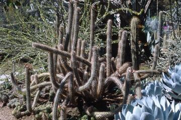 Oreocereus celsianus