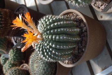 Borzicactus intertextus var. intertextus