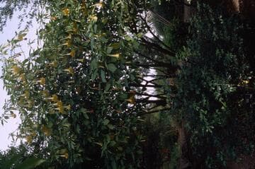Brugmansia 'Charles Grimaldi'