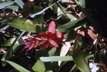 Billbergia pyramidalis