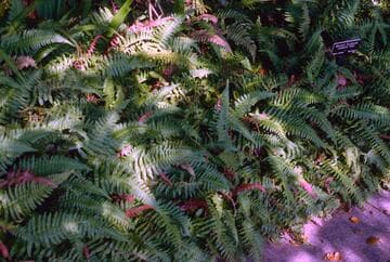 Blechnum occidentale