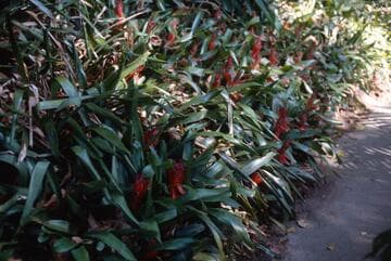 Billbergia 'Red'