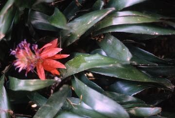 Billbergia 'Red'